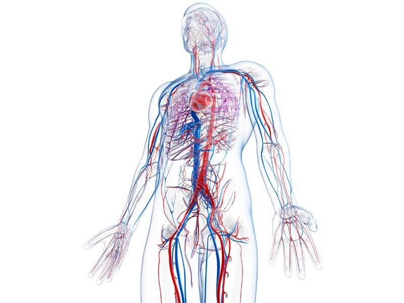 Saúde metabólica e cardiovascular - Dr. Alexandre Monteiro